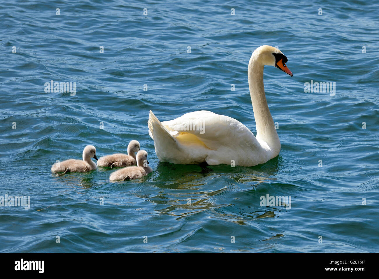 Familia de cisne cygnus olor con pollitos fotografías e imágenes de