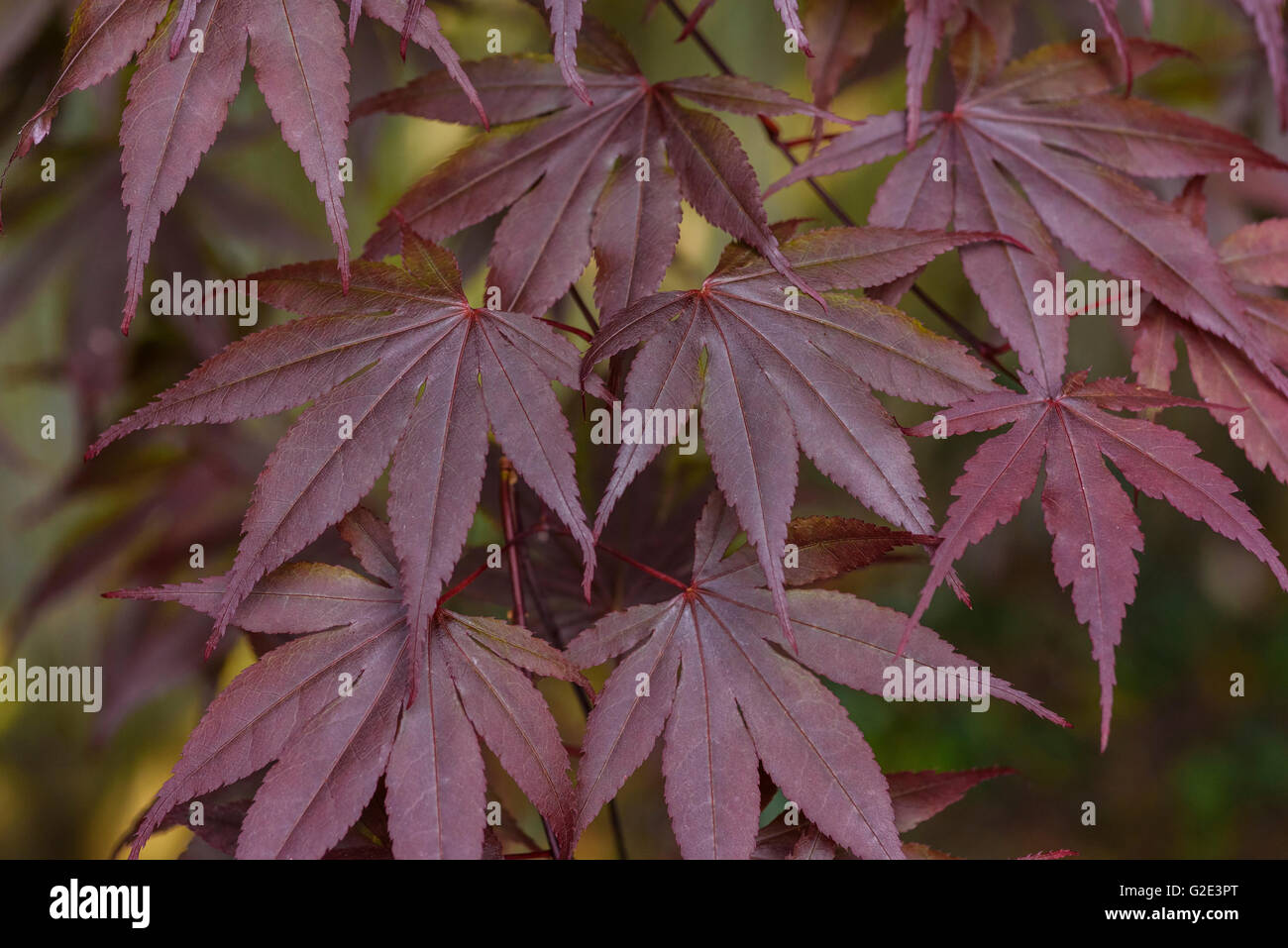 Acer palmatum atropurpureum Bloodgood Foto de stock