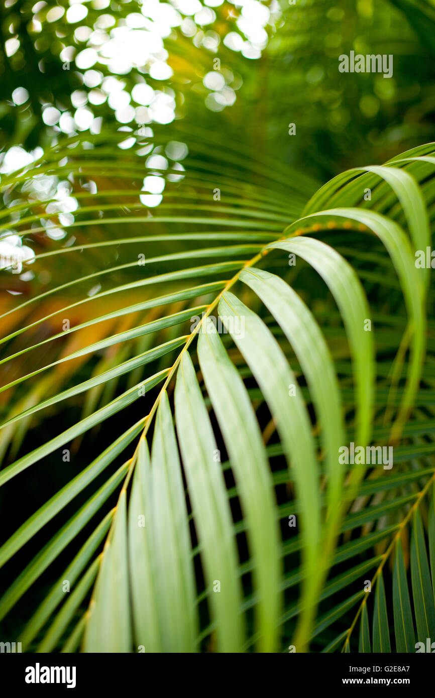 Hoja de Palma verde Foto de stock
