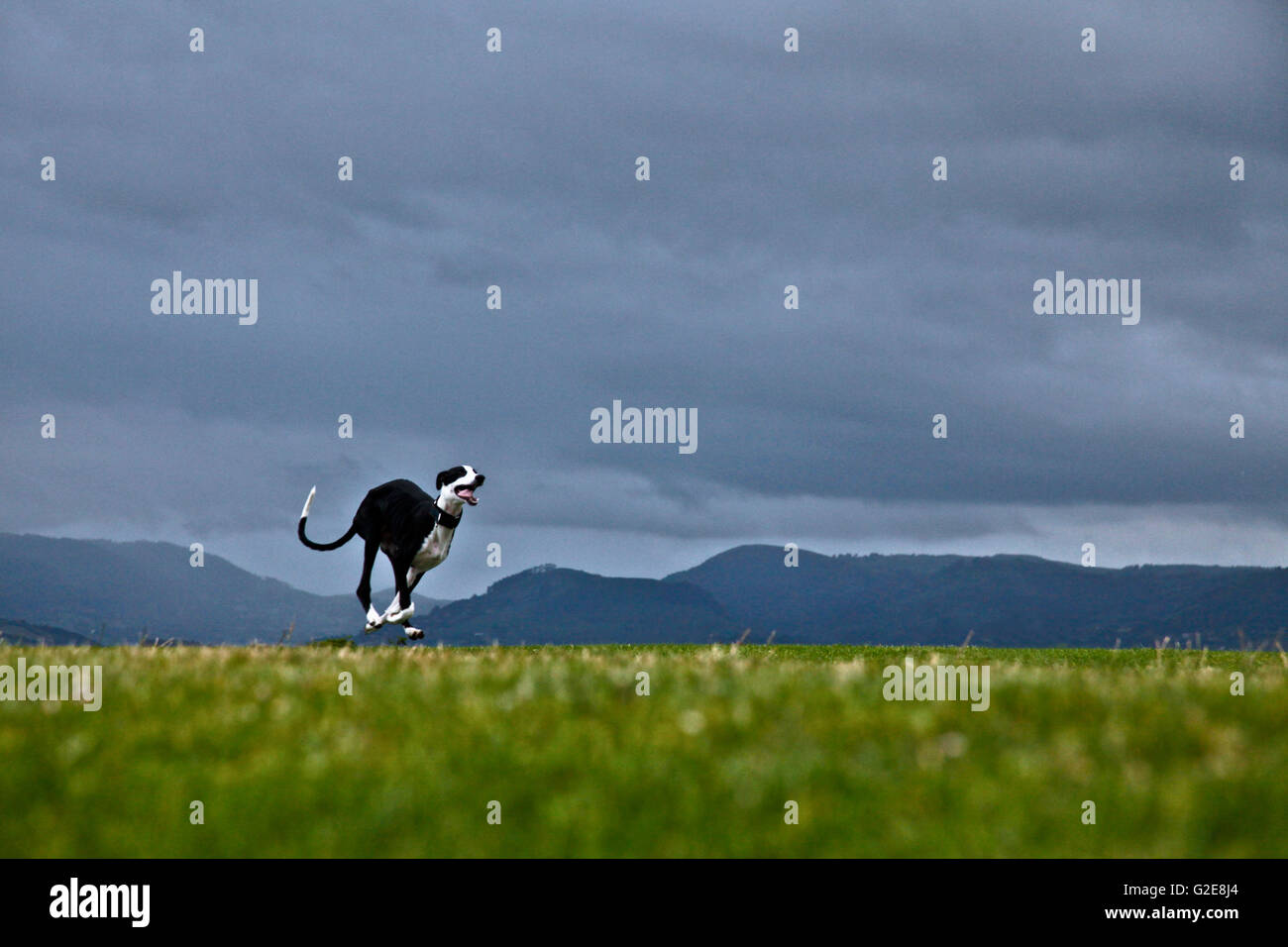 Galgo corriendo fotografías e imágenes de alta resolución Alamy