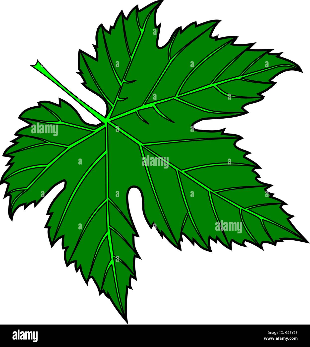 Vector,verde hoja de parra,ilustración,jardín Imagen Vector de stock Alamy