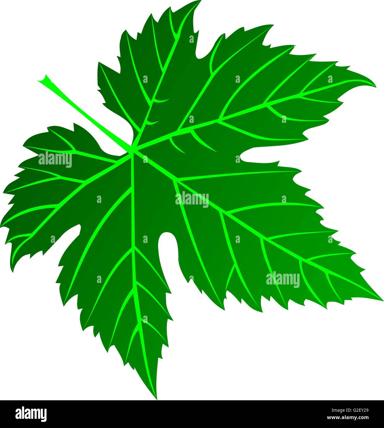 Vector,verde hoja de parra,ilustración,jardín Ilustración del Vector