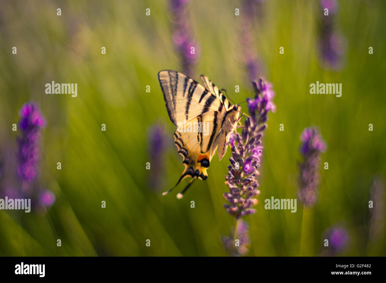 Hermosa mariposa fondo con flores de verano. Colores relajantes. Bokeh de fondo Foto de stock