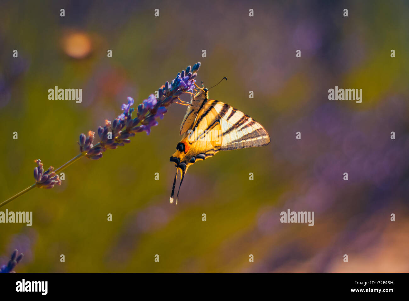 Hermosa mariposa fondo con flores de verano. Colores relajantes. Bokeh de fondo Foto de stock