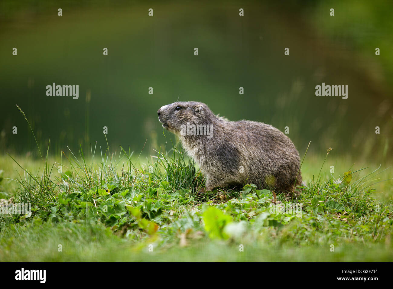 La marmota marmota o en verano en los pastos alpinos Foto de stock