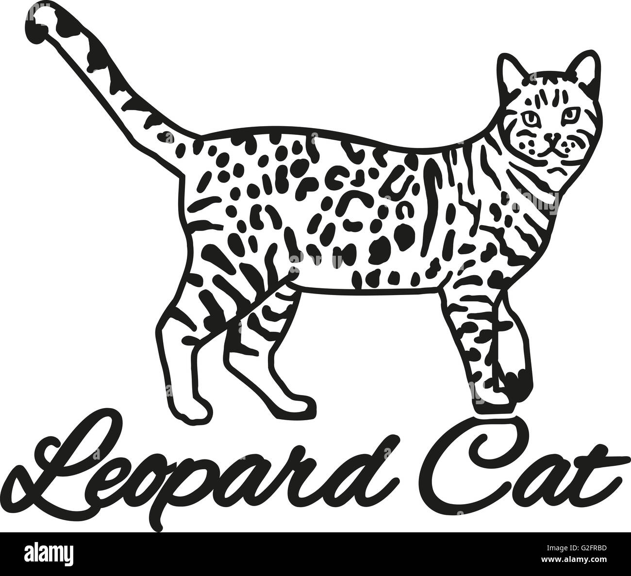 Gato leopardo con nombre raza Fotografía de stock - Alamy