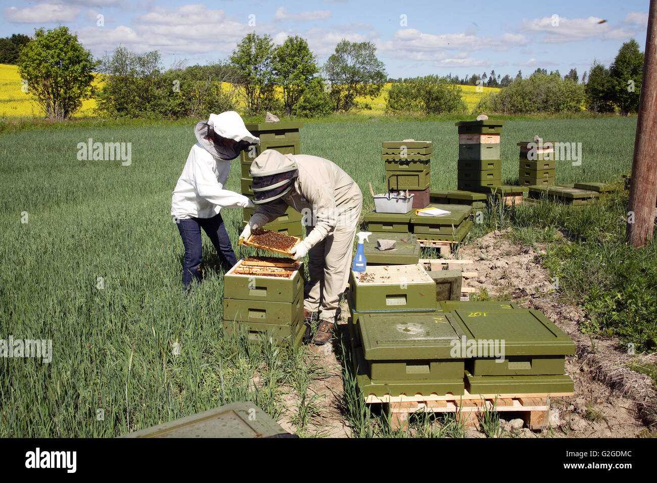 Beekeping Foto de stock
