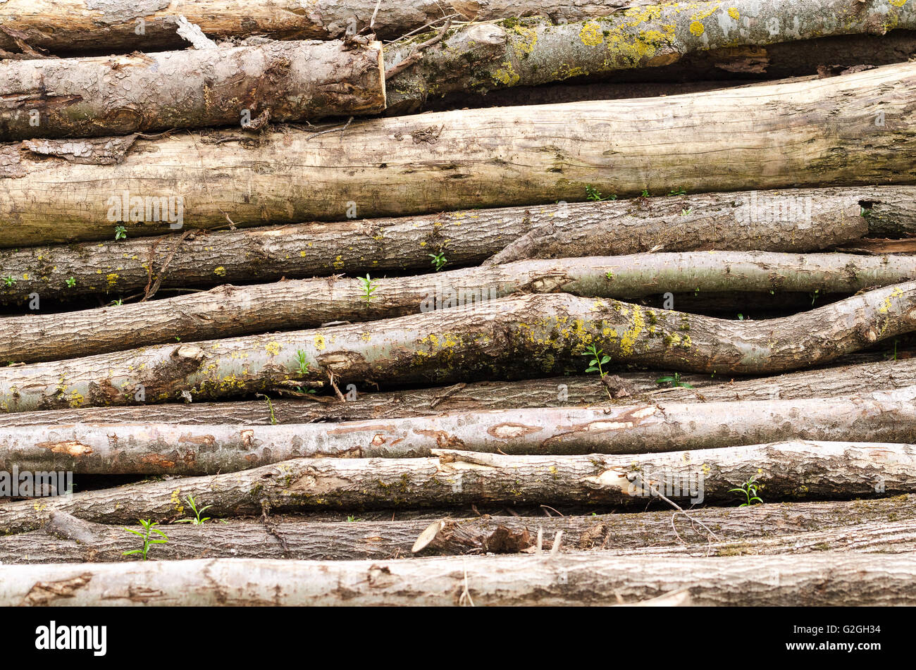 Pila de madera antigua con troncos, puede utilizarse como fondo. Foto. Foto de stock