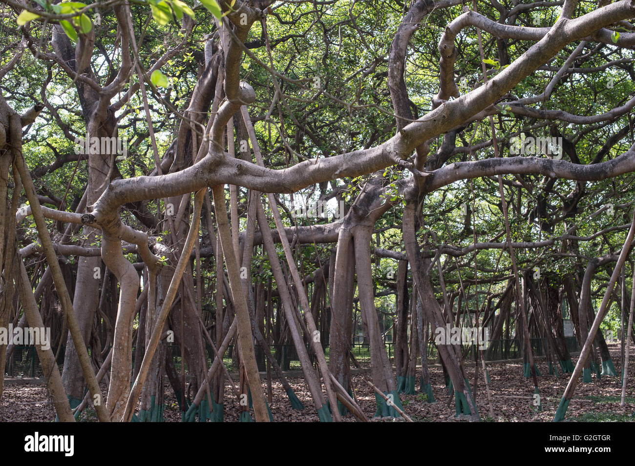 Ficus benghalensis, Indian banyan, Moraceae, Subcontinente Indio, Asia Foto de stock