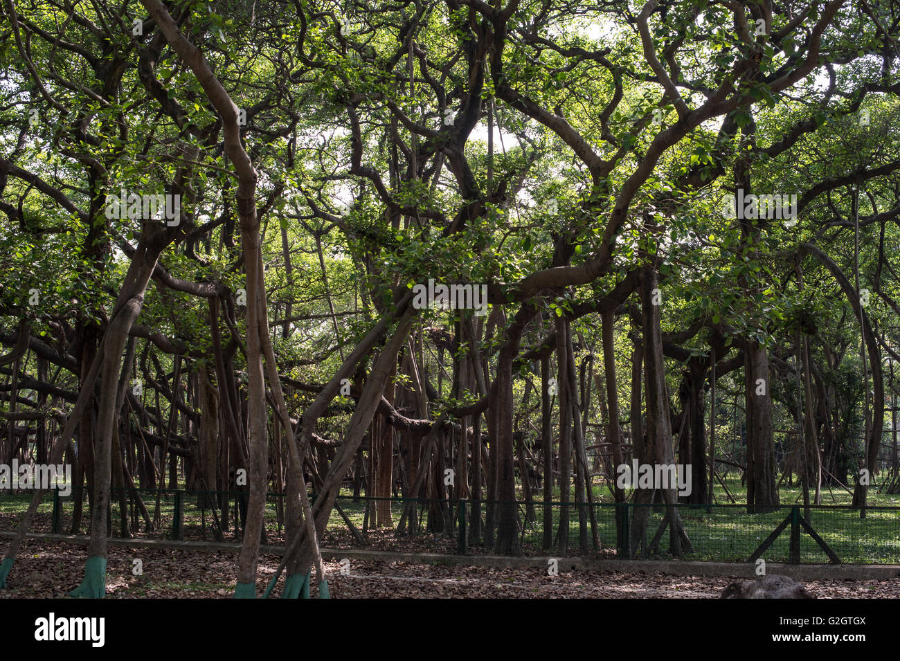 Ficus benghalensis, Indian banyan, Moraceae, Subcontinente Indio, Asia Foto de stock