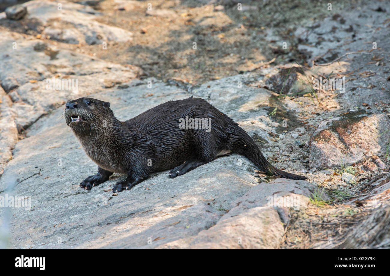 North American la nutria (Lontra canadensis) en la costa cerca de Bloodvein Manitoba Canada Foto de stock