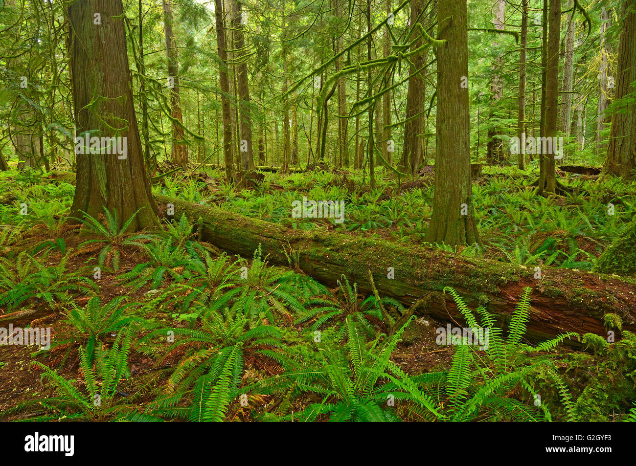 Bosque antiguo en bosque lluvioso templado costero fotografías e