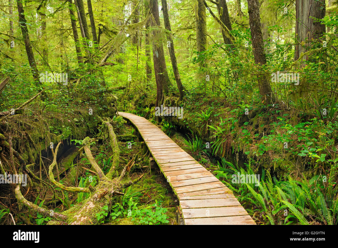 Bosque Templado Templado Lluvioso Fotos e Imágenes de stock Alamy