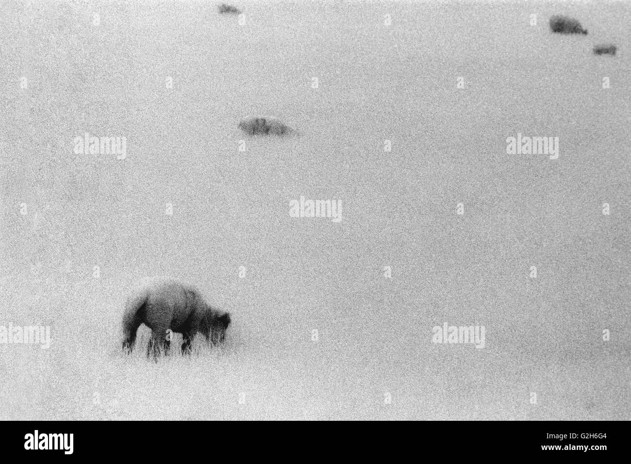 Ovejas pastando en un campo agrícola de infra-rojos película de efectos especiales de Inglaterra Foto de stock