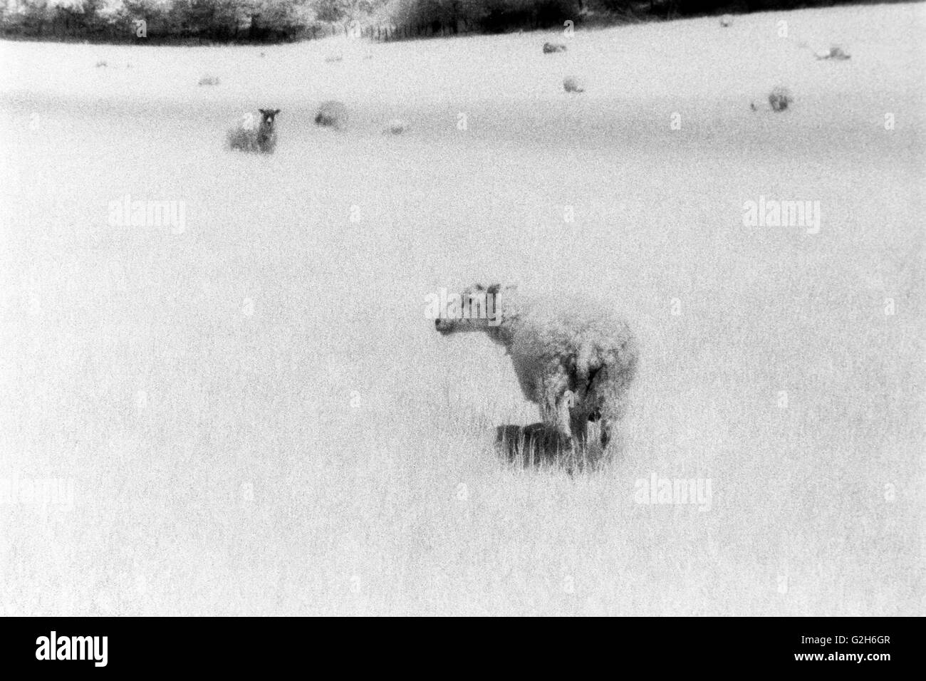 Ovejas pastando en un campo agrícola de infra-rojos película de efectos especiales de Inglaterra Foto de stock