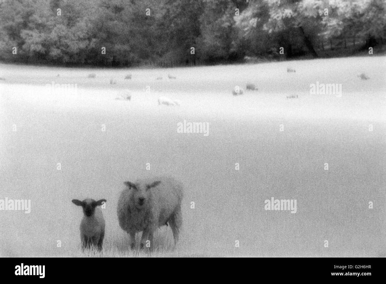 Ovejas pastando en un campo agrícola de infra-rojos película de efectos especiales de Inglaterra Foto de stock