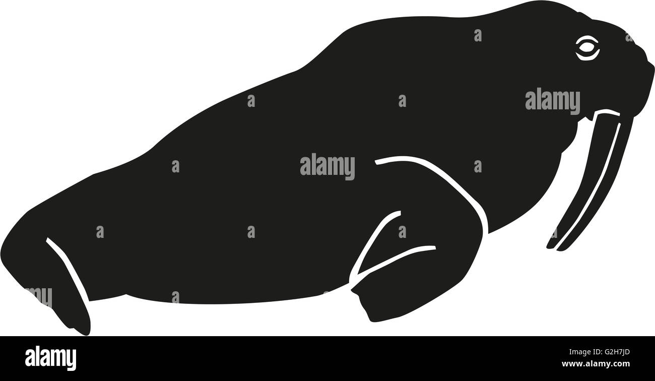 Primer plano de big fat morsa hocico y la mano humana sobre ella Fotografía  de stock - Alamy