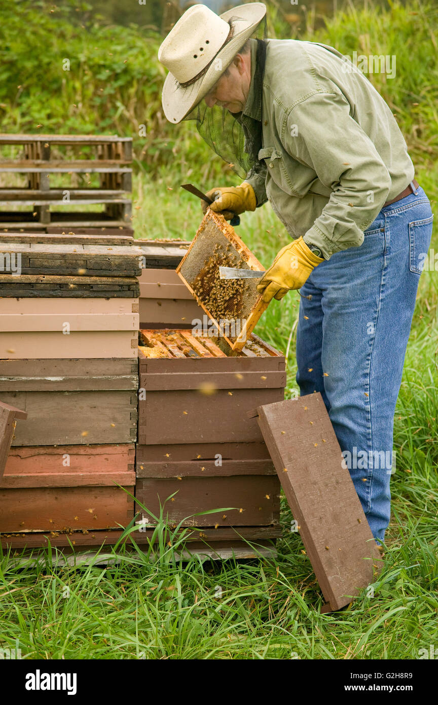 Dueño de la pequeña empresa el hombre controlar la salud de los fotogramas en la profunda super que tiene para apoyar las abejas de miel Foto de stock