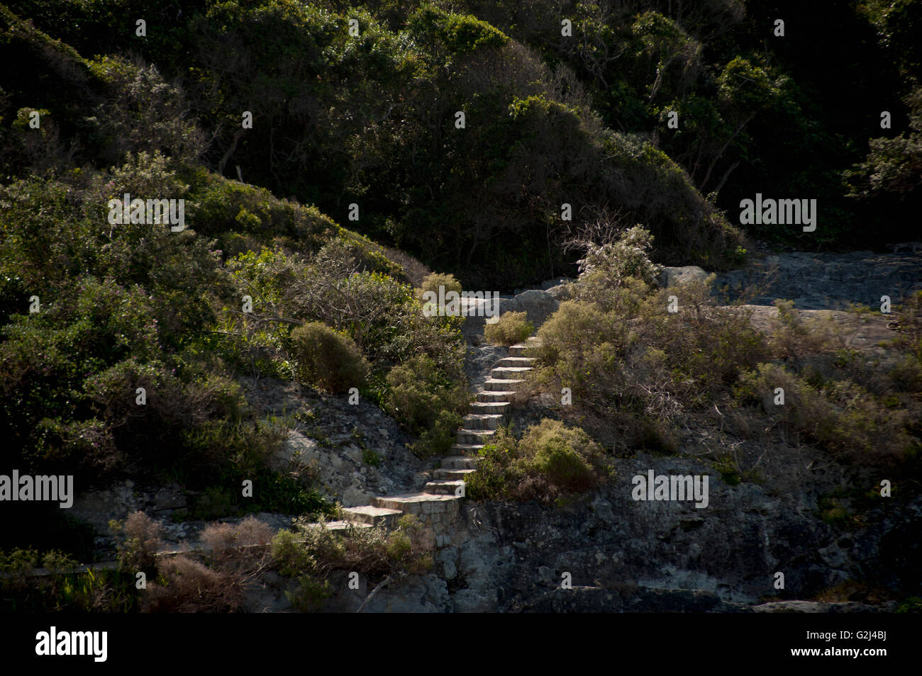 Escalones de piedra en el Bosque, Parque Nacional Tsitsikamma, Sudáfrica Foto de stock
