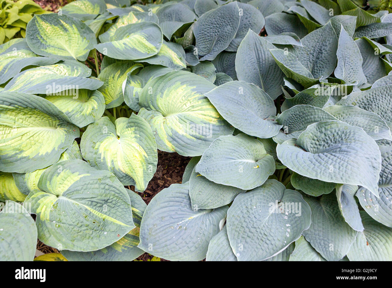 Hostas, Hosta 'Color Glory', y Hosta 'Blue Mammoth' con hojas grandes, planta perenne Foto de stock