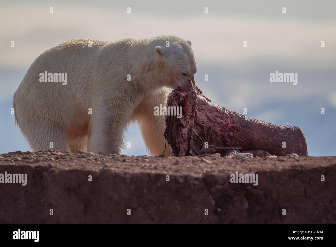 El oso polar, el Ursus maritimus, comiendo un cadáver, Svalbard, Noruega Foto de stock