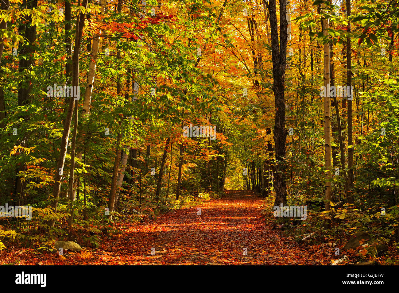 Colores de otoño en el país por carretera, Haliburton, Ontario, Canadá Foto de stock