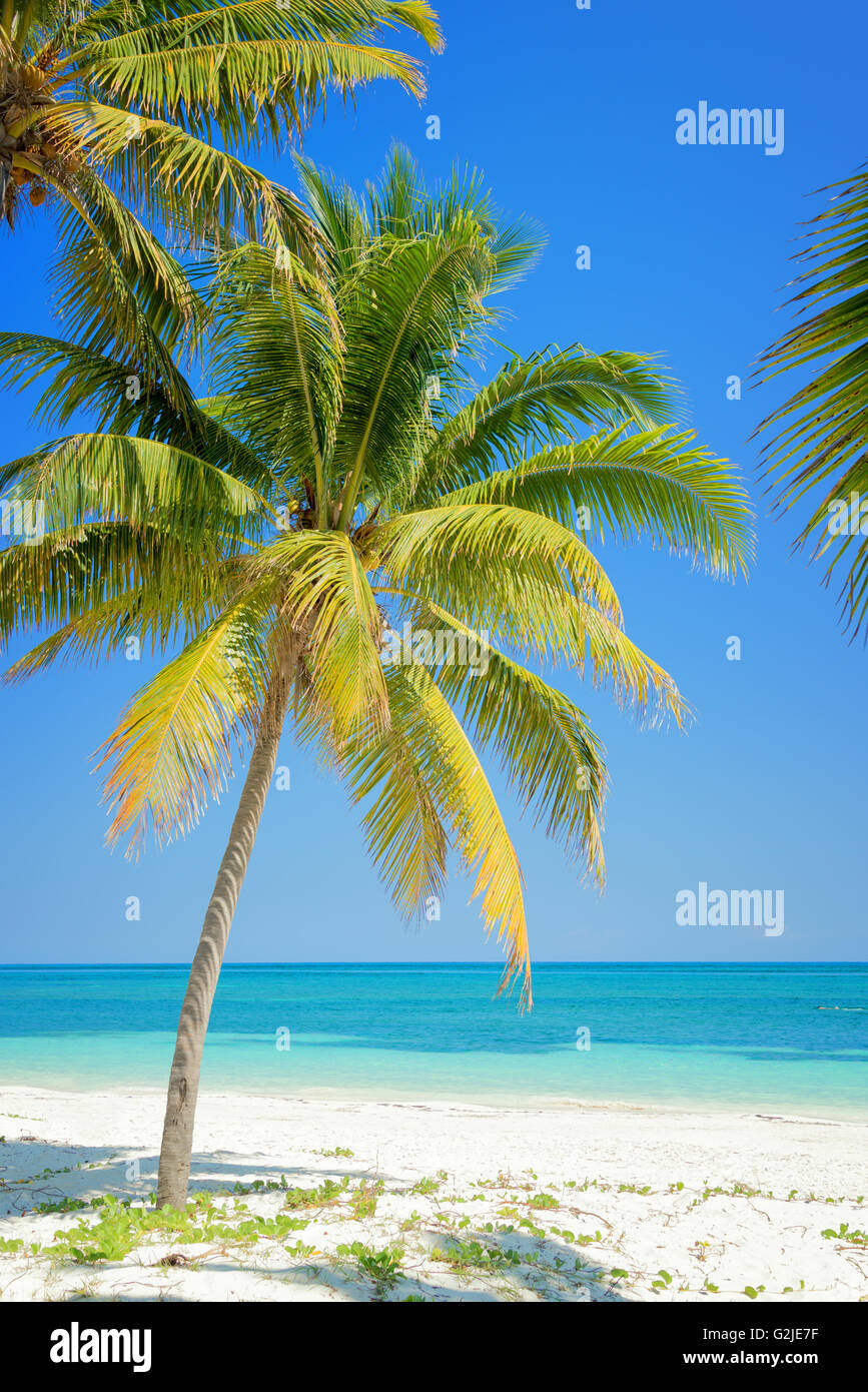 Playa con palmeras, mar Caribe Foto de stock