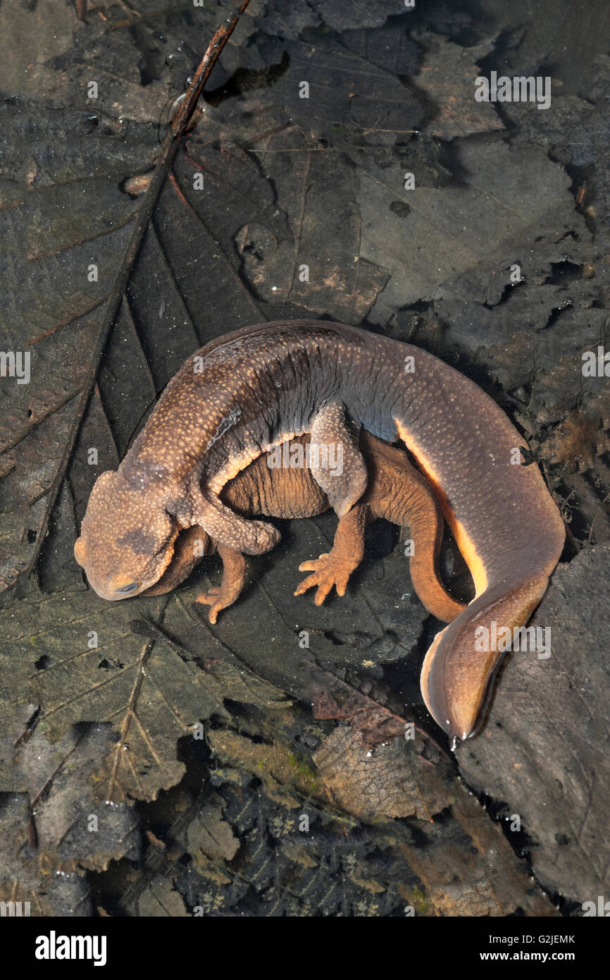 Acoplamiento de piel rugosa salamandras (Taricha granulosa), bosques templados, Costa central Bella Coola, British Columbia, Canadá Foto de stock