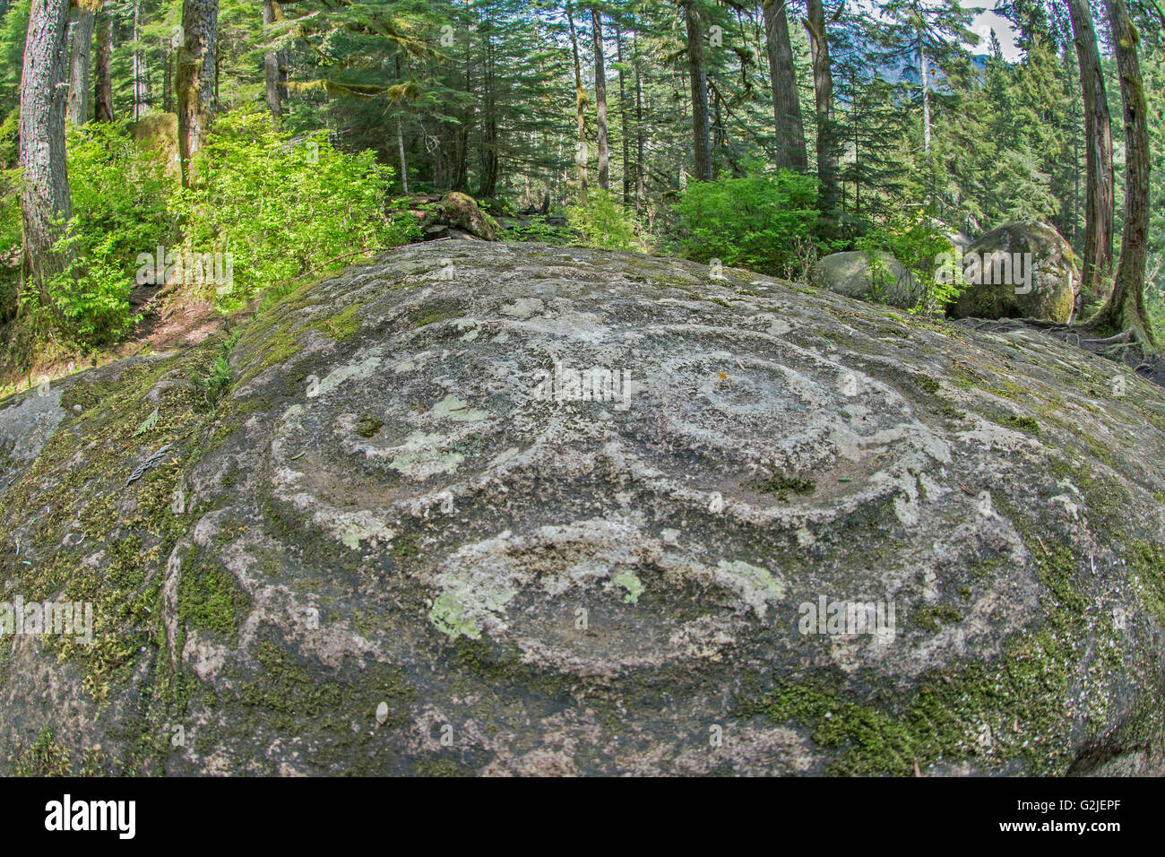 Nuxalk petroglifos, el bosque templado, Bella Coola, en la costa de la Columbia Británica Foto de stock