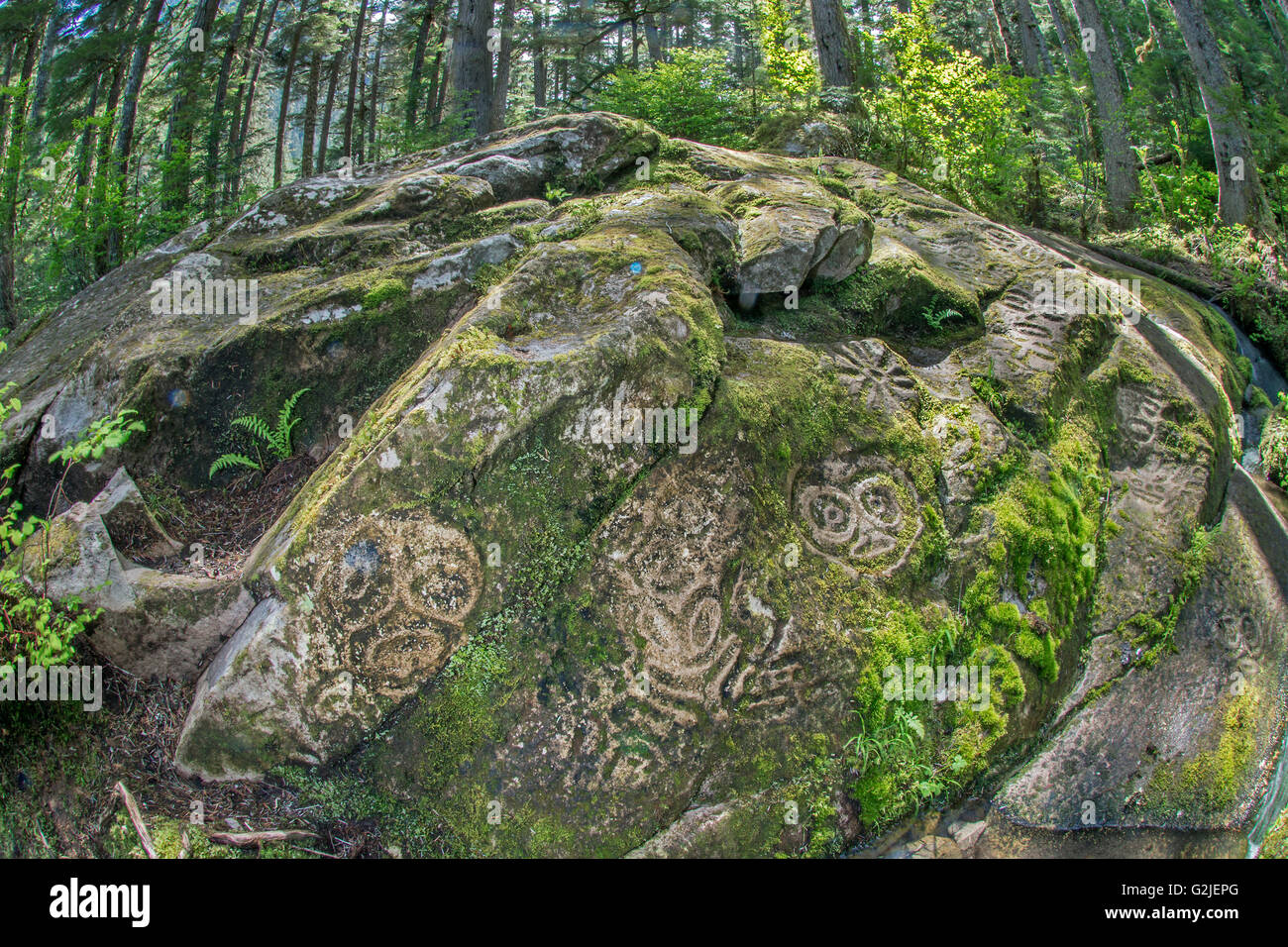 Nuxalk petroglifos, el bosque templado, Bella Coola, en la costa de la Columbia Británica Foto de stock