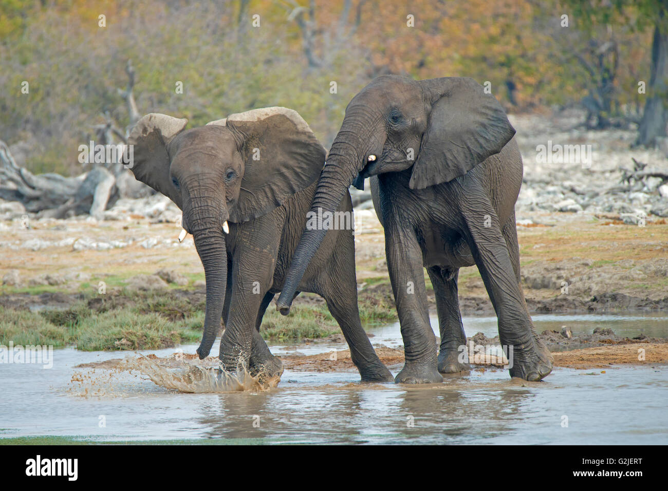 Los menores el elefante africano (Loxodonta africana) jugando, el Parque Nacional de Etosha, Namibia, Africa del Sur Foto de stock