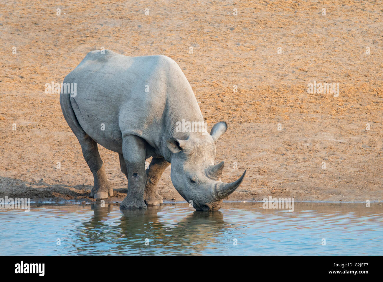 Peligro de rinoceronte negro (Diceros bicornis), el Parque Nacional de Etosha, Namibia, Africa del Sur Foto de stock