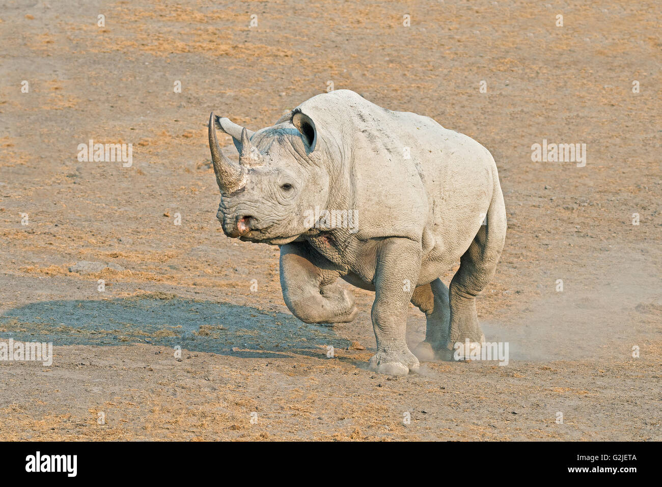 Peligro de rinoceronte negro (Diceros bicornis), el Parque Nacional de Etosha, Namibia, Africa del Sur Foto de stock