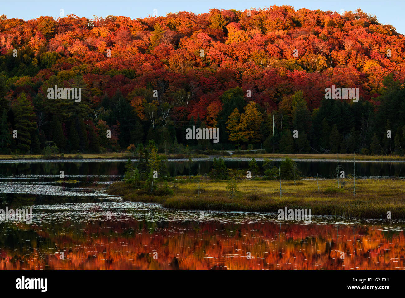 Ajuste bajo sol crea espectaculares colores en lejanos colina con vistas al pequeño lago en otoño. Nr Dorset, Ontario, Canadá Foto de stock