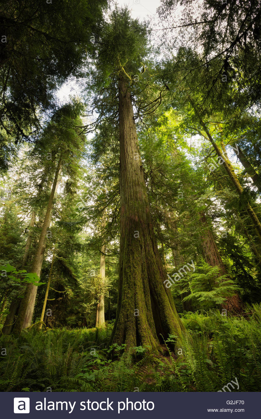 Un árbol de cedro rojo occidental, Thuja plicata, Mcmillan Provincial