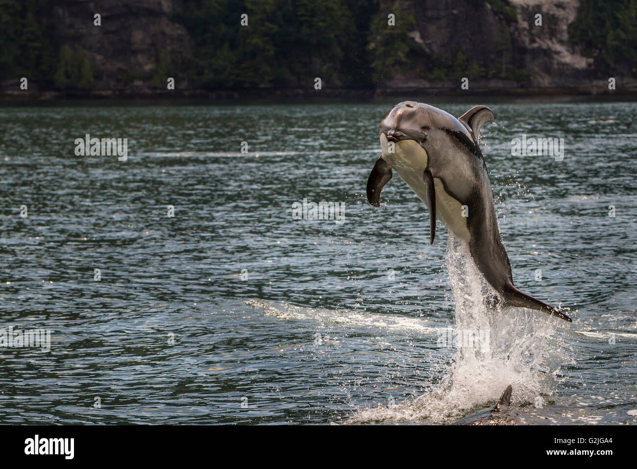 Cara blanco del Pacífico (Lagenorhynchus obliquidens) delfines saltando Foto de stock