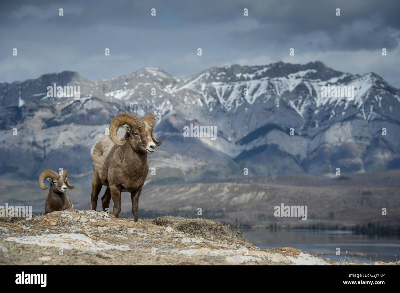Macho, Ram, el borrego cimarrón Ovis canadensis, Montañas Rocosas, Alberta, Canadá Foto de stock