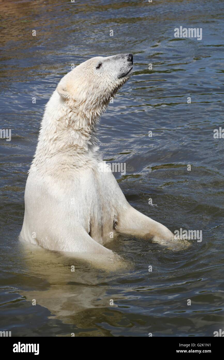 Oso Polar en el agua Foto de stock