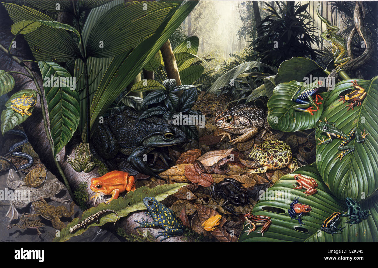 Las ranas de la selva (2).jpg Foto de stock