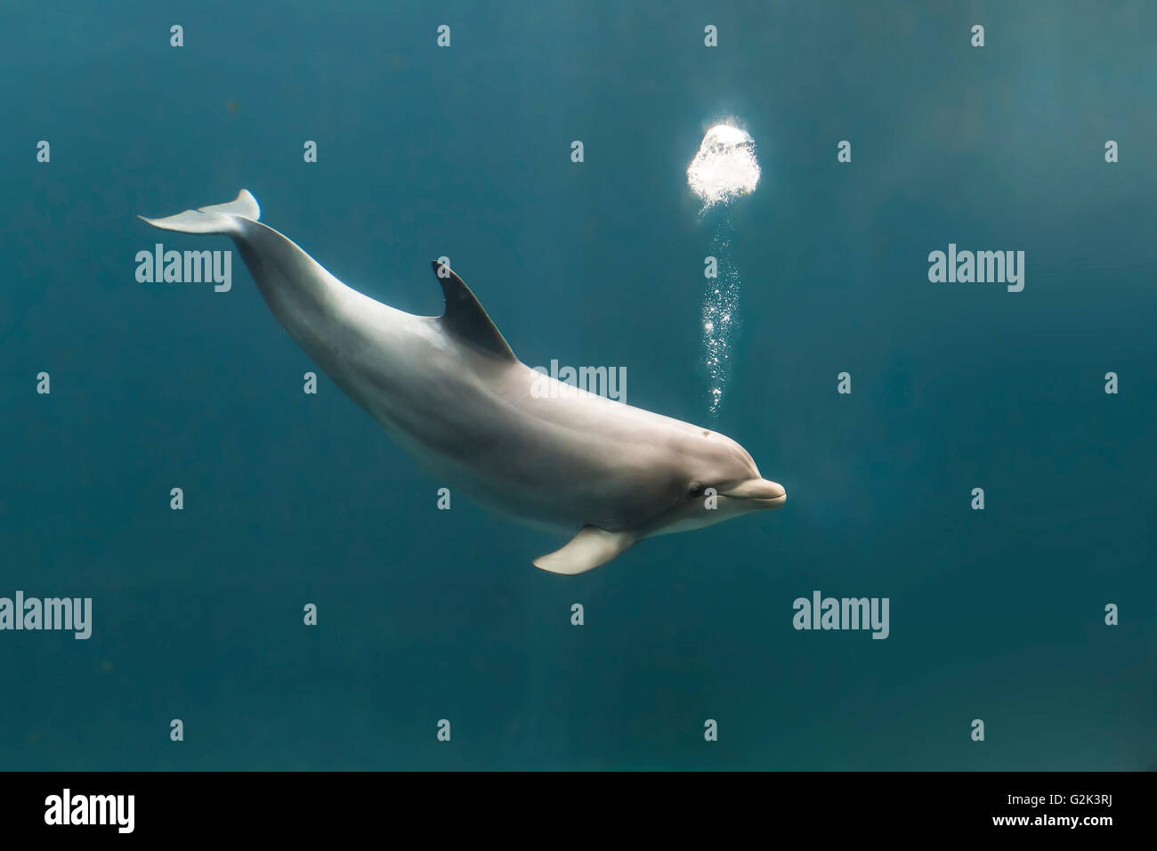El delfín mular, tursiops truncatus, soplando burbujas mientras nadan Foto de stock