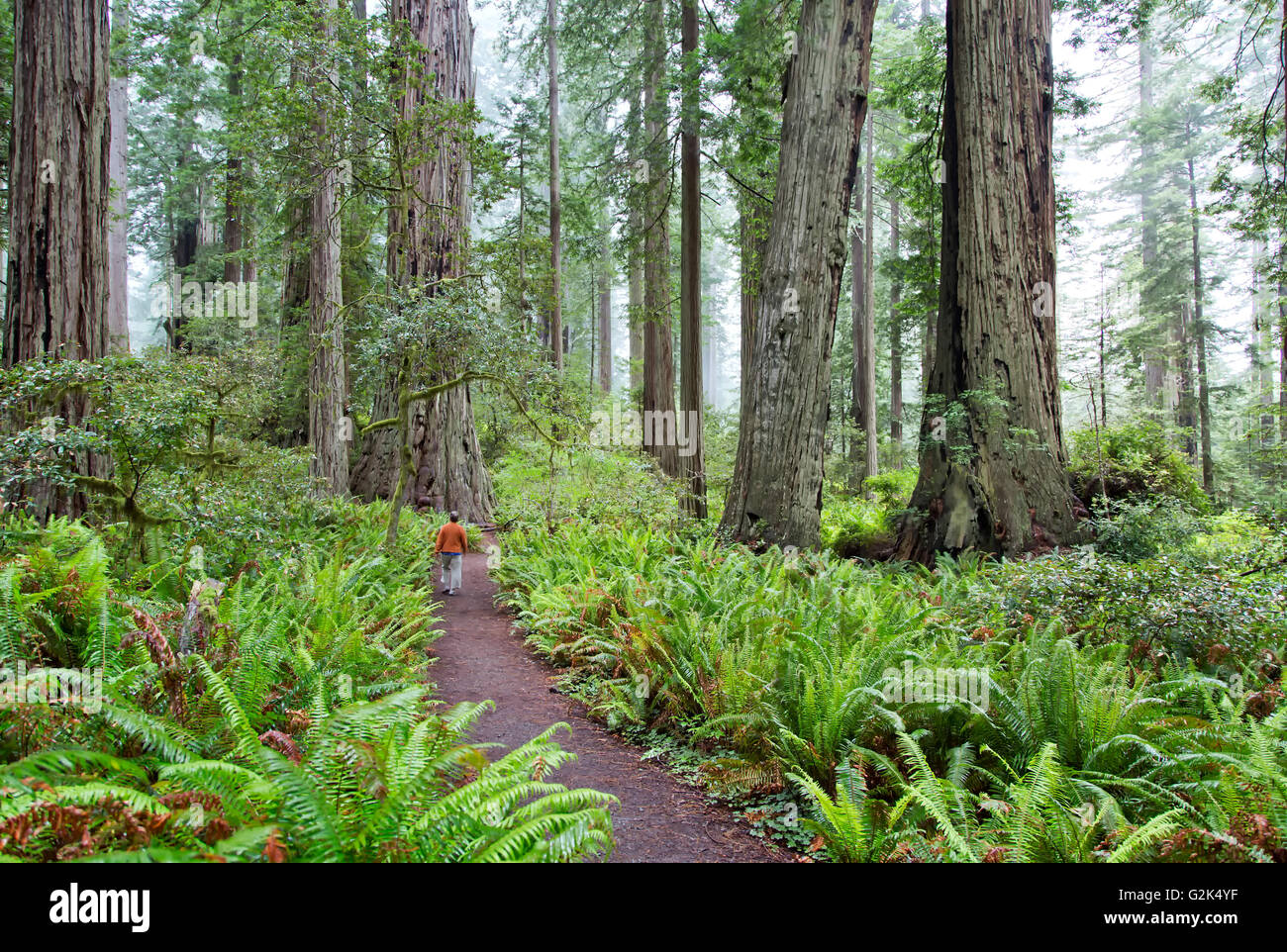 Lady Bird Johnson Grove, Redwood National Park, 'sequoia sempervirens', adulto mayor en el sendero, luz filtrada, niebla matinal. Foto de stock