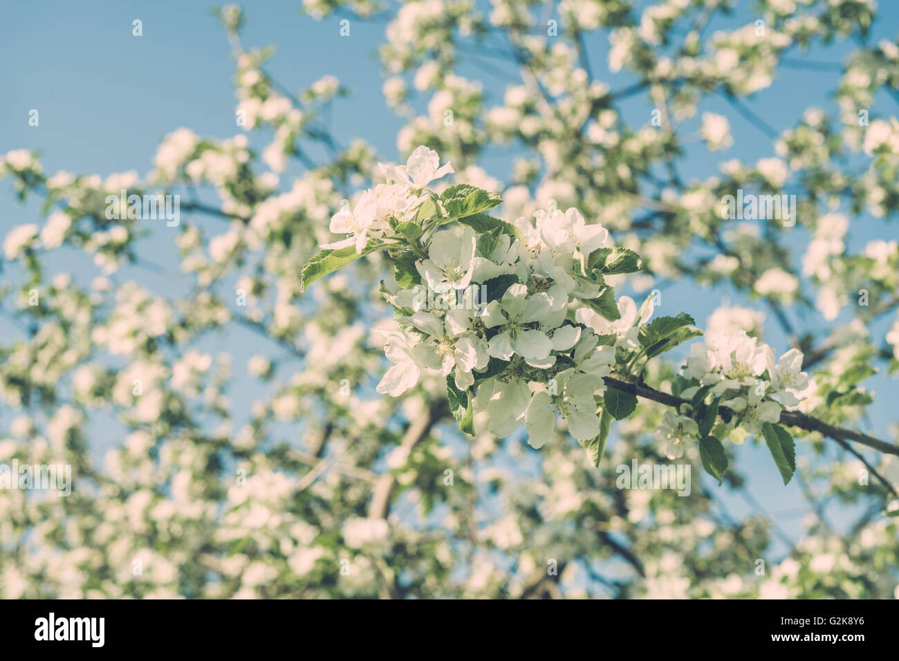 Manzano en flor en el soleado día de primavera. Profundidad de campo, imagen en tonos vintage Foto de stock