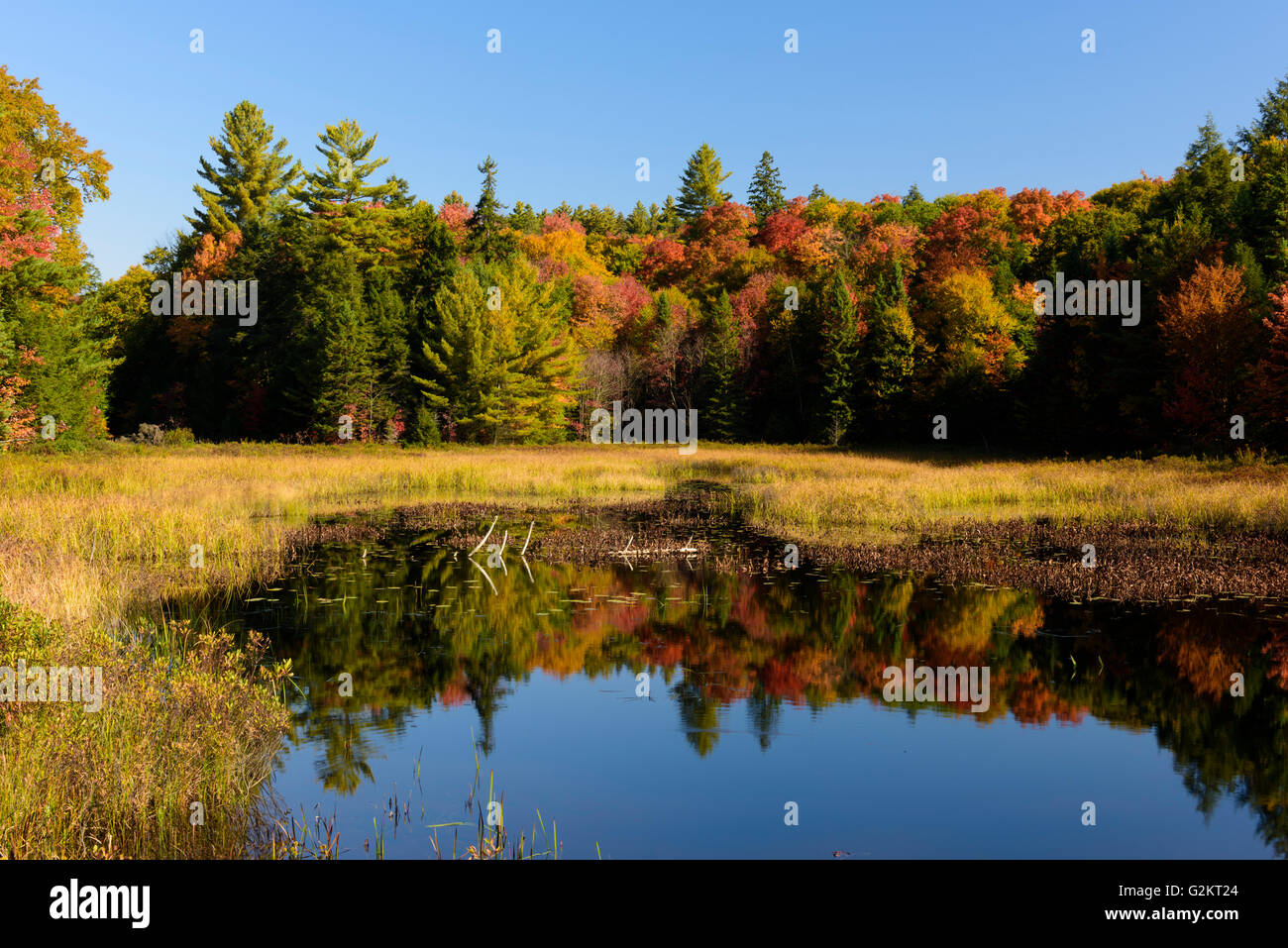 Humedal en un brillante y claro día de otoño, Haliburton, Ontario, Canadá Foto de stock