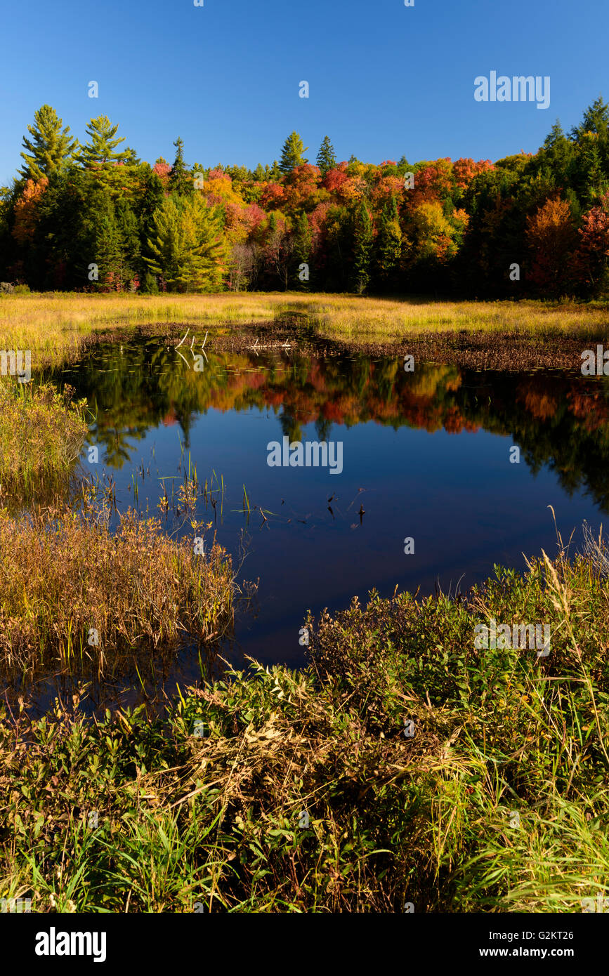 Humedal en un brillante y claro día de otoño, Haliburton, Ontario, Canadá Foto de stock