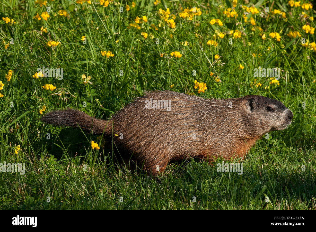Woodchuck o pastos, en el verano de la marmota (Marmota monax), cerca del Lago Superior, Canadá Foto de stock