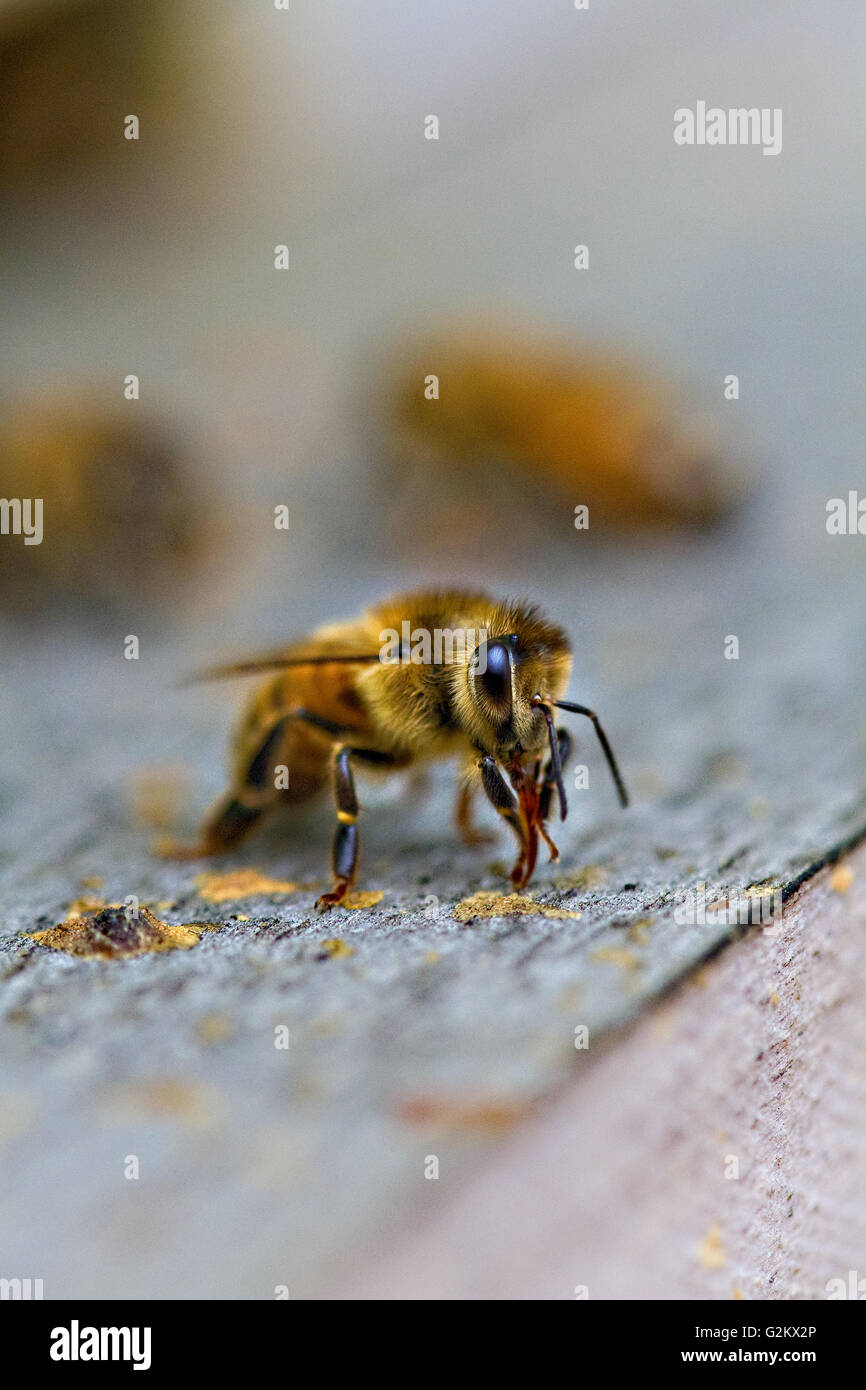 Miel de abejas, en primer plano Foto de stock