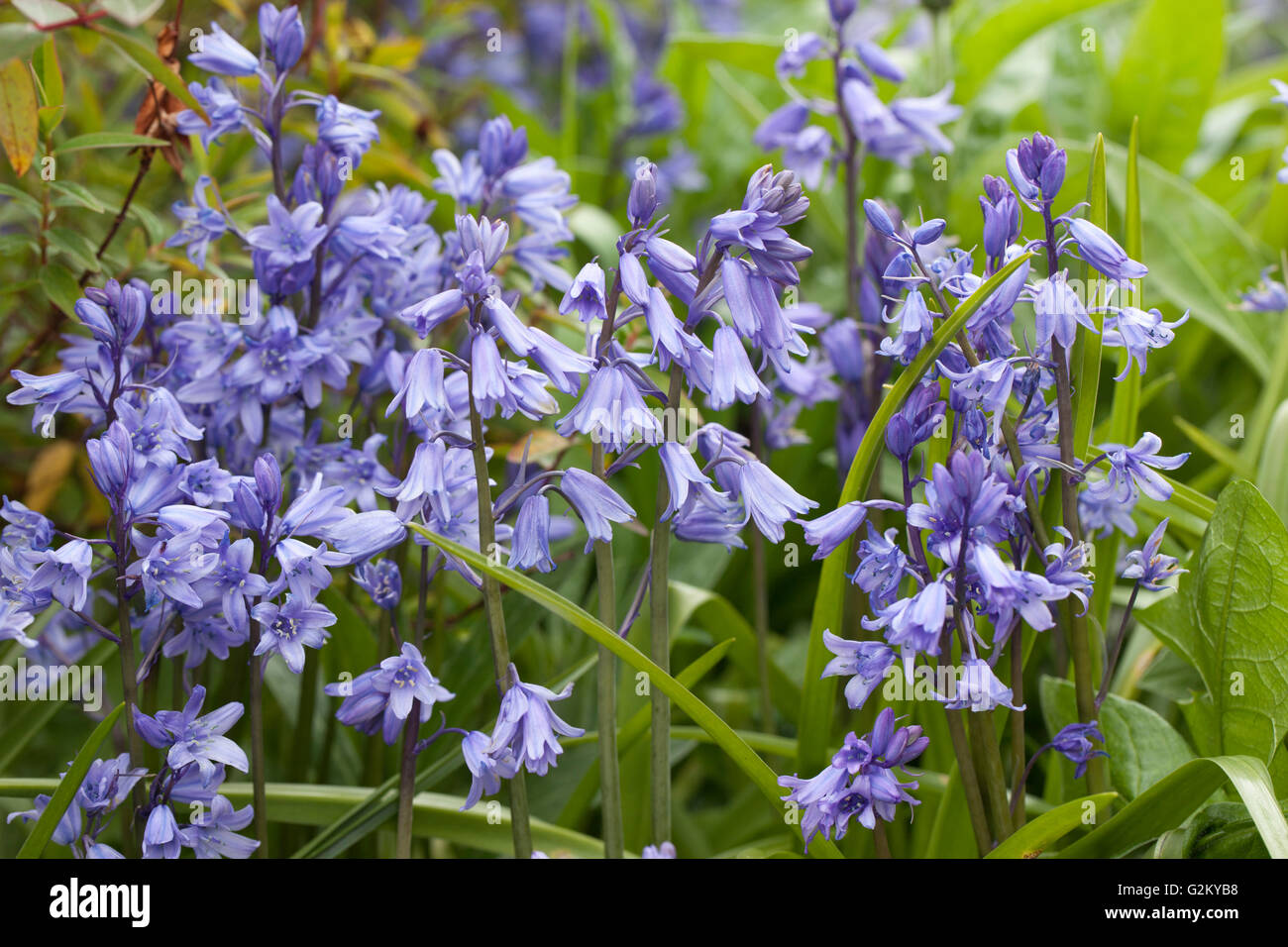 Primer plano de Bluebells floreciendo en un bosque de Wiltshire, Inglaterra, Reino Unido Foto de stock