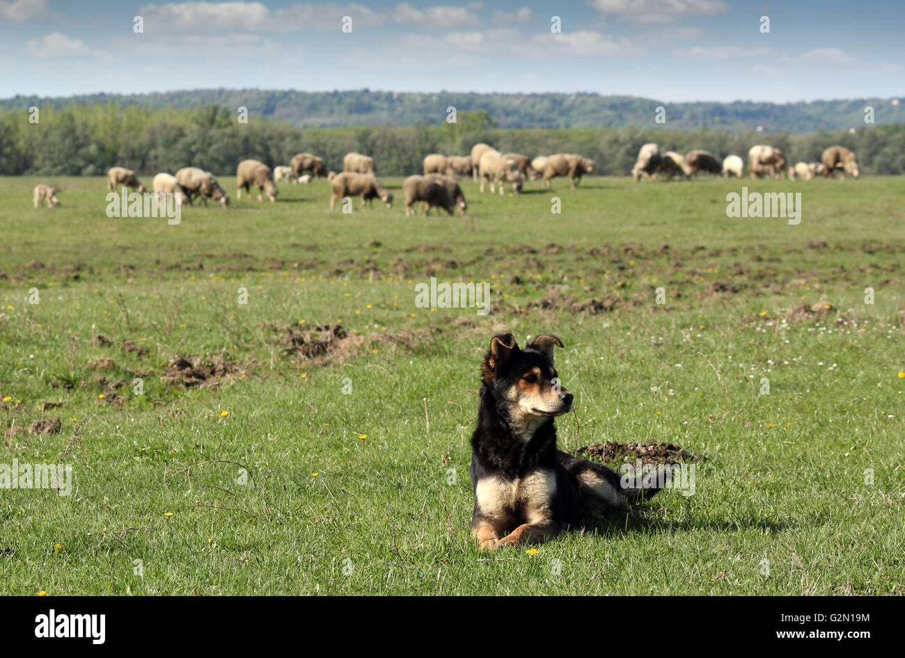 Ovejero y el rebaño de ovejas en segundo plano. Foto de stock