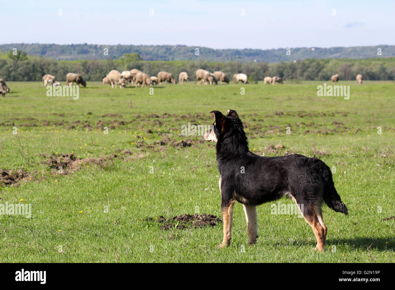 Ovejero con rebaño de ovejas en segundo plano. Foto de stock
