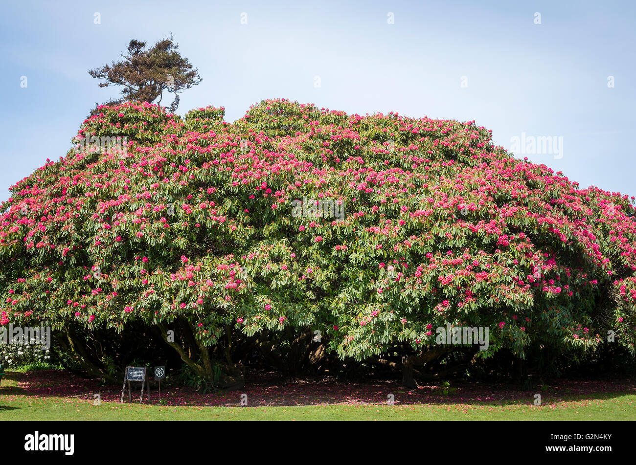 Rhododendron Cornish rojo sobre verde de la Flora en Heligan Cornwall UK Foto de stock